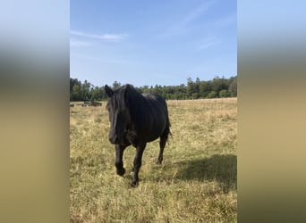 Noriker, Mare, 7 years, 16,3 hh, Black