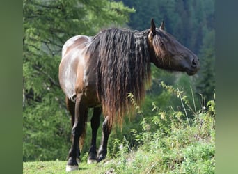 Noriker, Mare, 7 years, 16 hh, Black