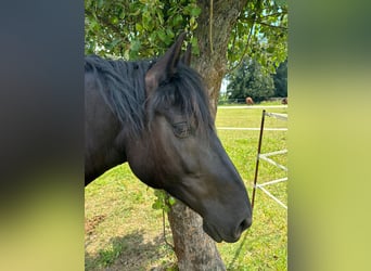 Noriker, Mare, 7 years, 16 hh, Black