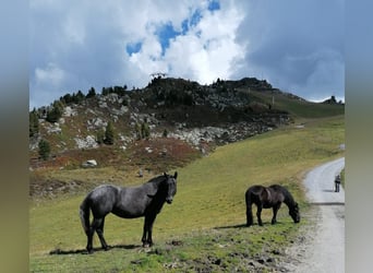 Noriker, Mare, 7 years