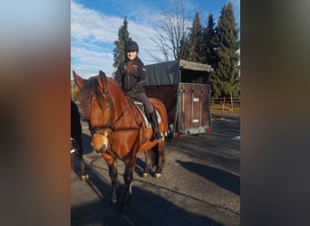 Noriker, Mare, 8 years, 15,2 hh, Brown