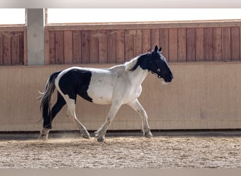 Noriker, Mare, 8 years, 15,2 hh, Pinto