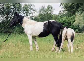 Noriker, Stute, 8 Jahre, 15,2 hh, Schecke