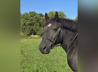 Noriker Mix, Mare, 8 years, 15,1 hh, Black
