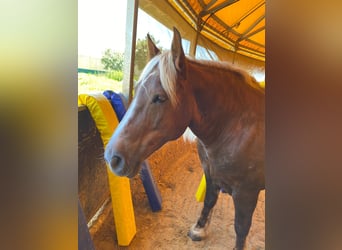 Noriker, Mare, 8 years, 15,2 hh, Chestnut