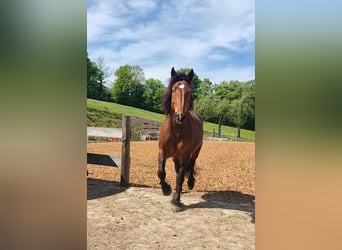 Noriker, Mare, 8 years, 16 hh, Brown