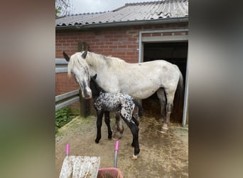 Noriker, Mare, 8 years, 16 hh, Grey