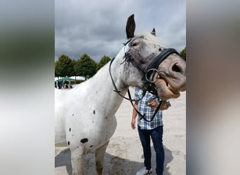 Noriker, Mare, 8 years, 16 hh, Grey