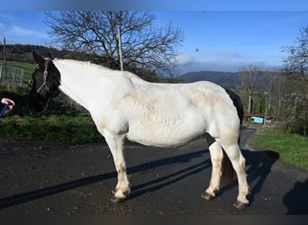 Noriker, Mare, 8 years