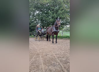Noriker, Mare, 8 years
