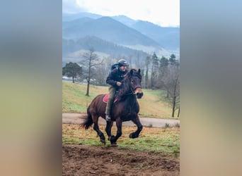 Noriker, Mare, 8 years