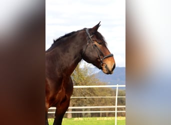 Noriker, Mare, 9 years, 15,2 hh, Brown