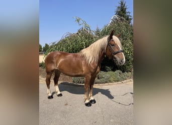 Noriker, Mare, 9 years, 15.2 hh, Chestnut