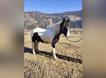 Noriker, Mare, 9 years, 15,3 hh, Pinto