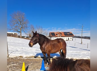 Noriker, Mare, 9 years, 15,1 hh, Bay-Dark