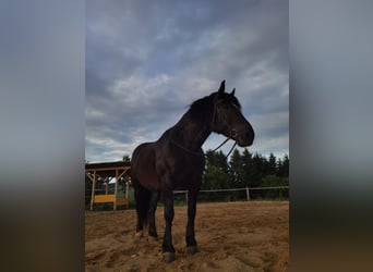 Noriker, Mare, 9 years, 16.1 hh, Black
