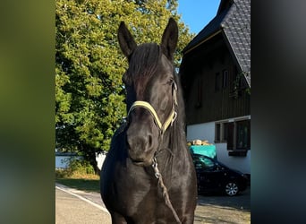 Noriker, Mare, 9 years, 16.3 hh, Black