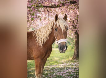 Noriker, Mare, 9 years, 16 hh