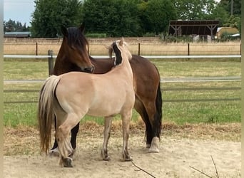 Noriker, Mare, 9 years, 16 hh, Brown