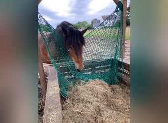 Noriker, Mare, 9 years, 16 hh, Brown