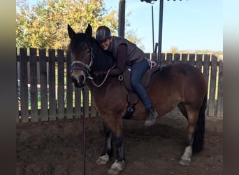 Noriker, Mare, 9 years, 16 hh, Brown