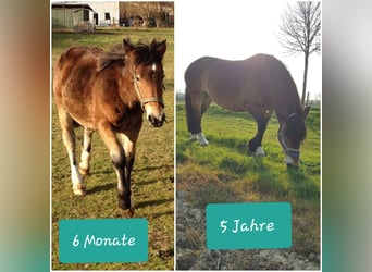 Noriker, Mare, 9 years, 16 hh, Brown