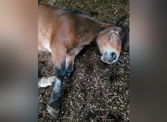 Noriker, Mare, 9 years, 16 hh, Brown