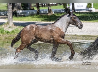 Noriker, Mare, Foal (03/2024), 15,2 hh, Gray