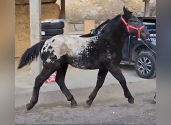 Noriker, Mare, Foal (03/2023), 15.2 hh, Leopard-Piebald