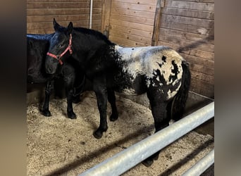 Noriker, Mare, Foal (03/2023), 15.2 hh, Leopard-Piebald