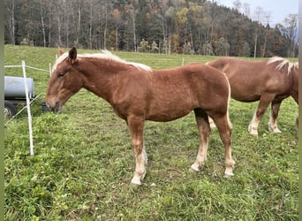 Noriker, Mare, Foal (04/2025), 15,2 hh, Chestnut-Red