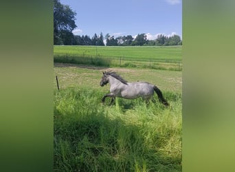 Noriker, Mare, Foal (04/2025), 16 hh, Roan-Blue