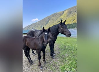 Noriker, Mare, Foal (03/2025), Bay-Dark