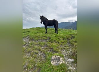 Noriker, Mare, Foal (05/2025), Black