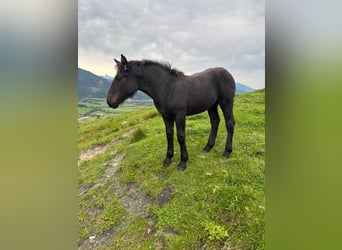 Noriker, Mare, Foal (05/2025), Black