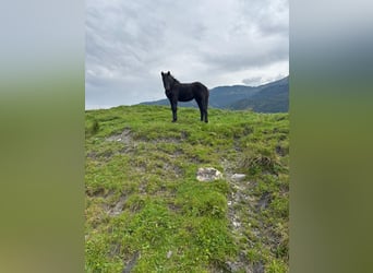 Noriker, Mare, Foal (05/2025), Black