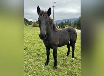 Noriker, Mare, Foal (04/2025), Black