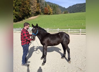 Noriker, Mare, Foal (03/2025), Black