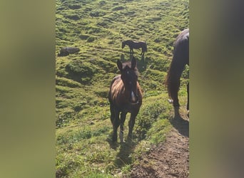 Noriker, Mare, Foal (04/2025), Black