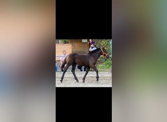 Noriker, Mare, Foal (02/2025), Black