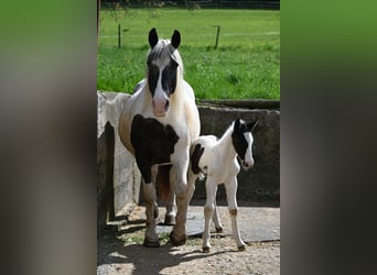 Noriker, Mare, Foal (05/2026)