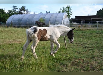 Noriker, Mare, Foal (05/2026)
