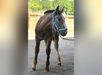 Noriker, Mare, Foal (05/2025)