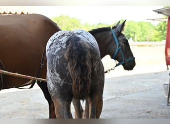 Noriker, Mare, Foal (05/2025)