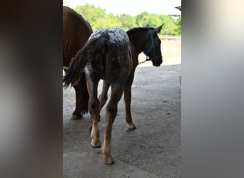 Noriker, Mare, Foal (05/2025)