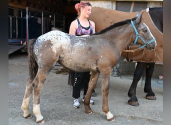 Noriker, Mare, Foal (05/2025)