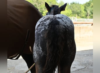 Noriker, Mare, Foal (05/2025)