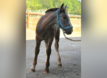 Noriker, Mare, Foal (05/2025)