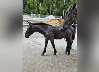 Noriker, Mare, Foal (03/2024), Brown Falb mold