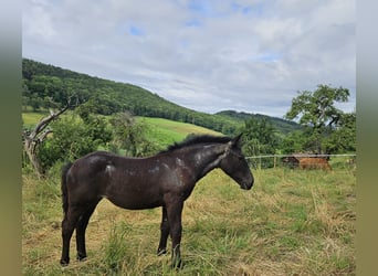 Noriker, Mare, Foal (03/2024), Brown Falb mold